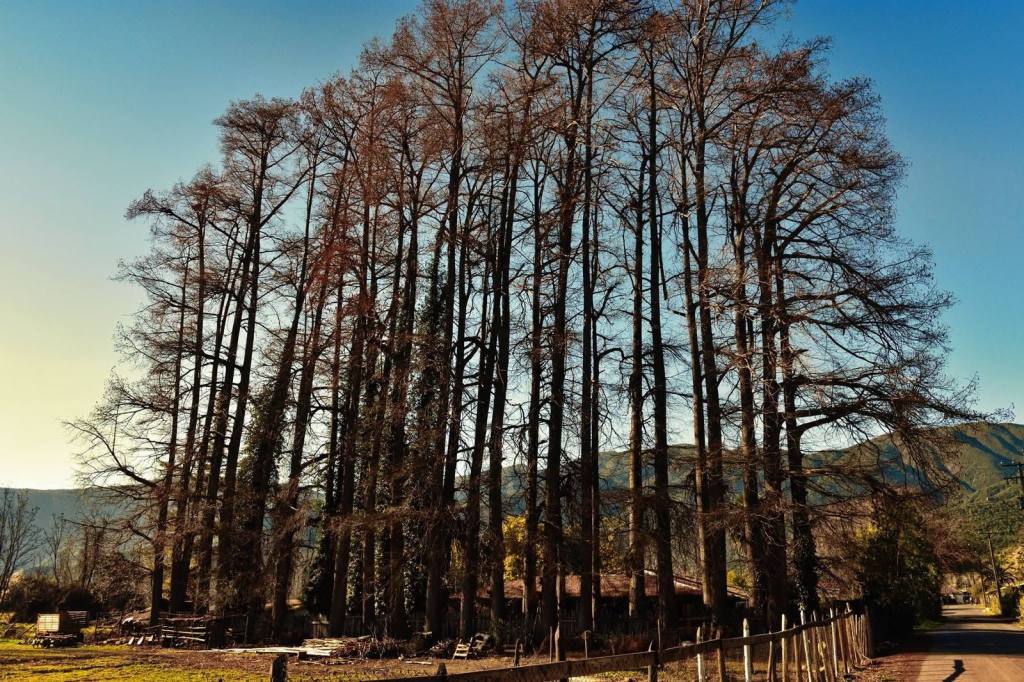 Hilera de árboles altos y sin hojas contra el cielo azul