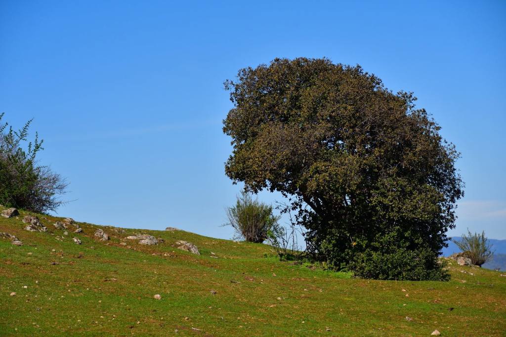 Cerro Codao, foto 15