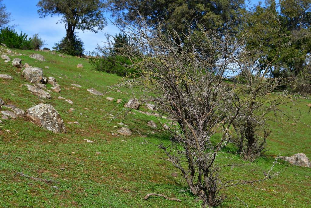 Cerro Codao, foto 34