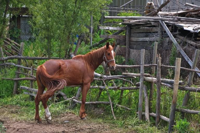 Faena con caballo