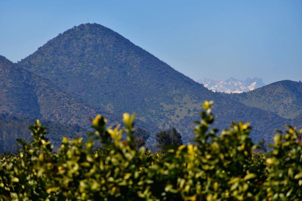 Limoneros en primer plano y cerros al fondo