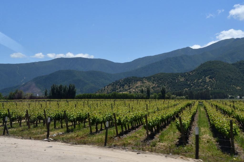Hileras de viñedo con la cordillera al fondo